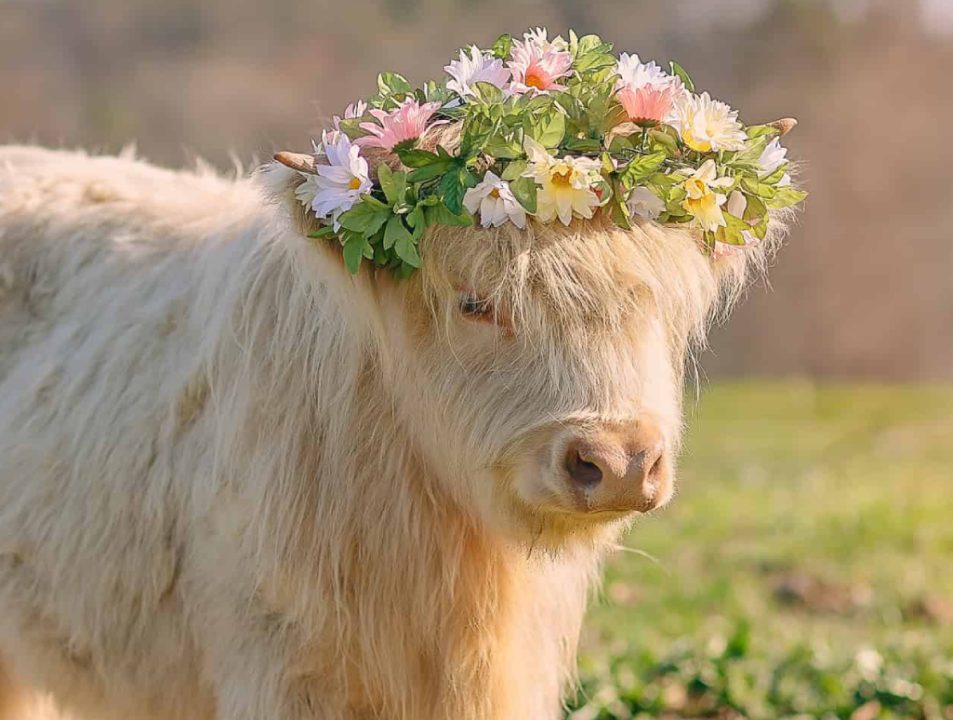 Scottish Highland cow at a wedding