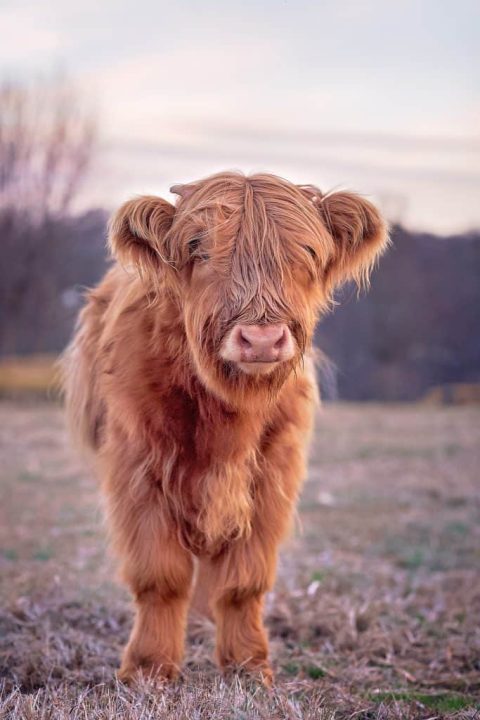 A Highland cow up close