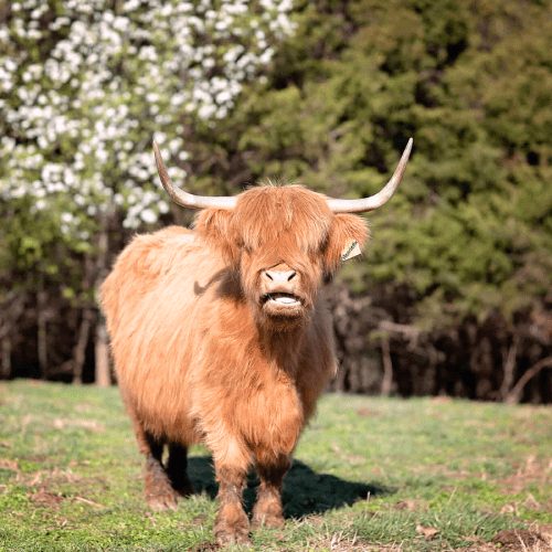 Fluffy Cow Experience