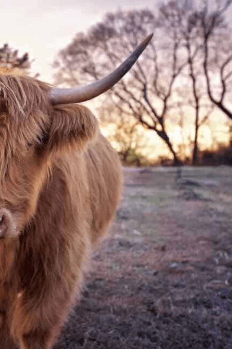 Premium photo shoot at golden hour on the farm