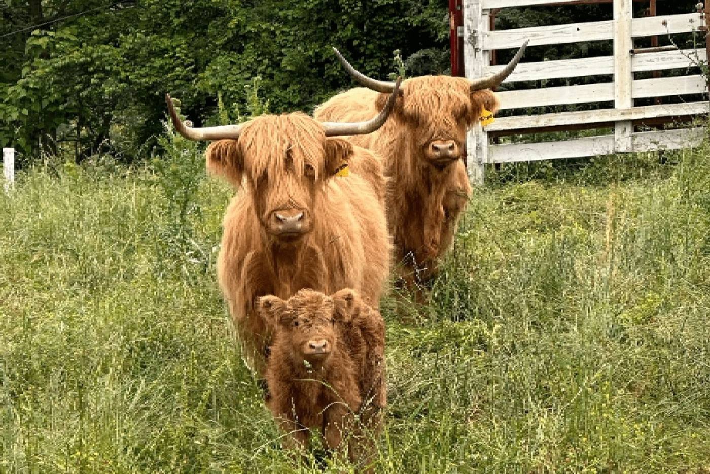 Scottish Highland cow at Cedar Pond Farms