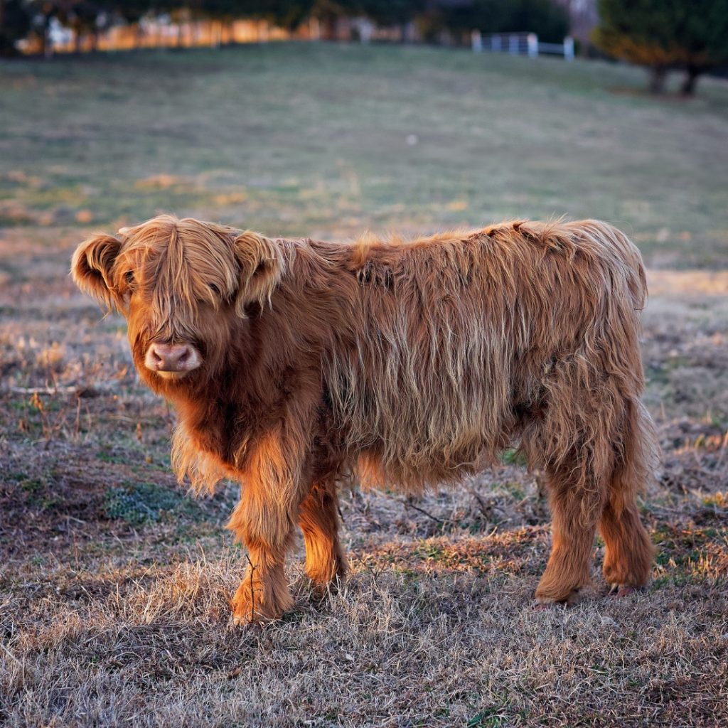 A long-haired brown Highland cattle calf stands in a pasture at dusk.