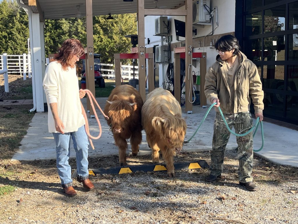 Two people lead two Highland cattle on halters near a barn building on a sunny day.