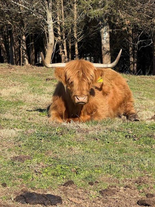 A reddish-brown Highland cow with long horns rests on grass with bare trees in the background.
