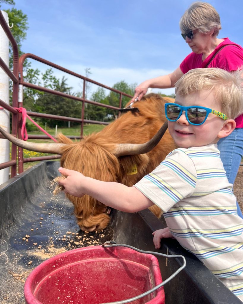 A young child in blue sunglasses feeds a brown Highland cow while an adult supervises at a farm.