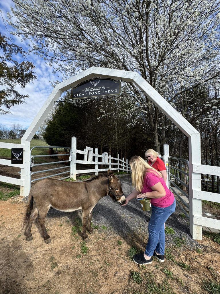 A woman in a pink shirt feeds a brown Highland cow under a white arched barn entrance at Cedar Pond Farms.