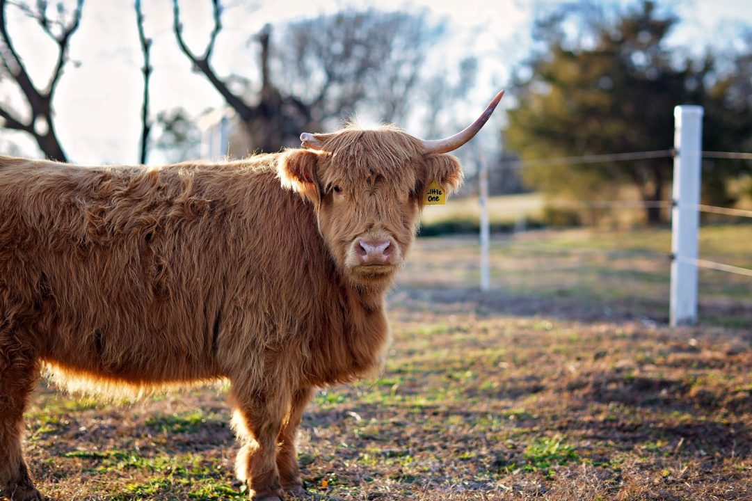 A shaggy Scottish Highland cow with long horns stands in the winter pasture at Cedar Pond Farms near Pigeon Forge, Tennessee.