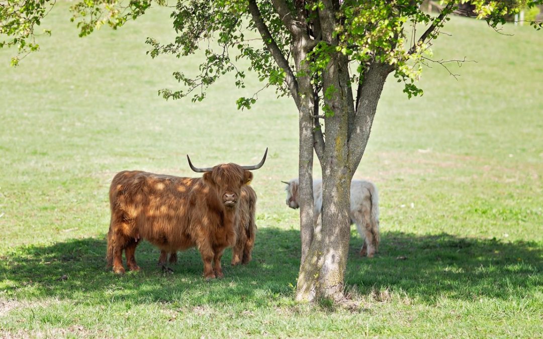 Scottish Highland cows standing under a tree in a green pasture at Cedar Pond Farms, Tennessee