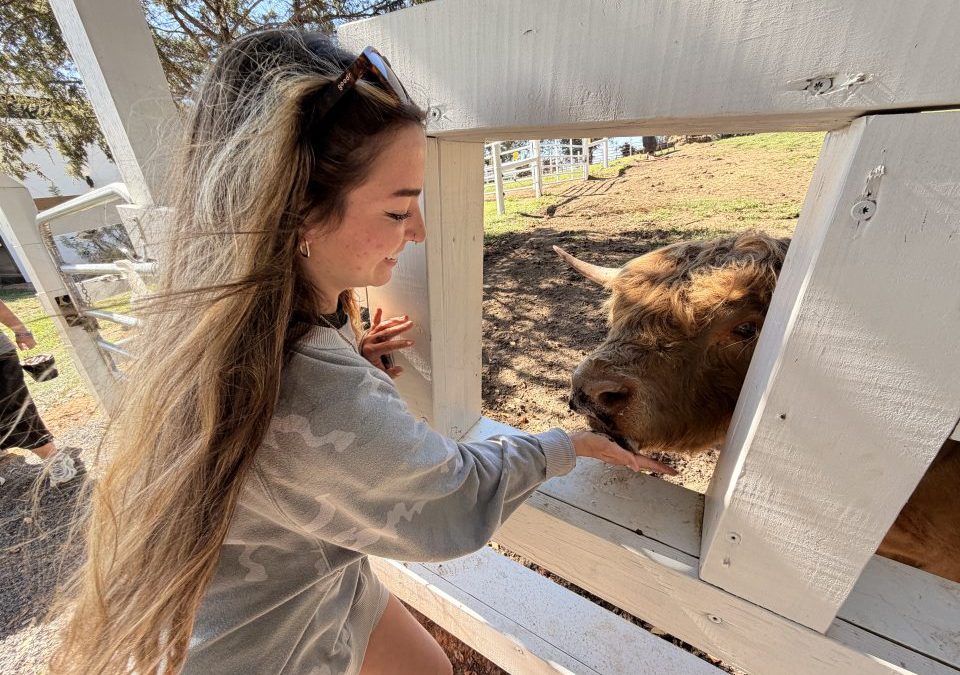 Visitor petting and feeding a fluffy Scottish Highland Cow at Cedar Pond Farms, Tennessee