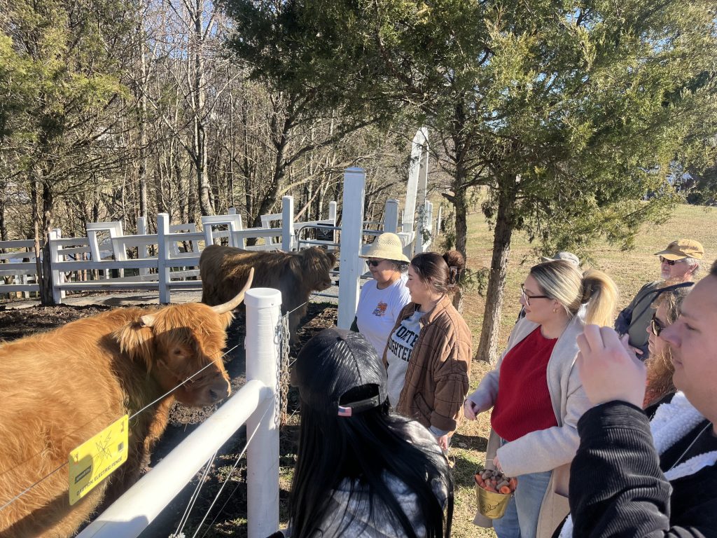 A group of visitors observes Highland cattle at a white fence during a farm tour on a sunny day.