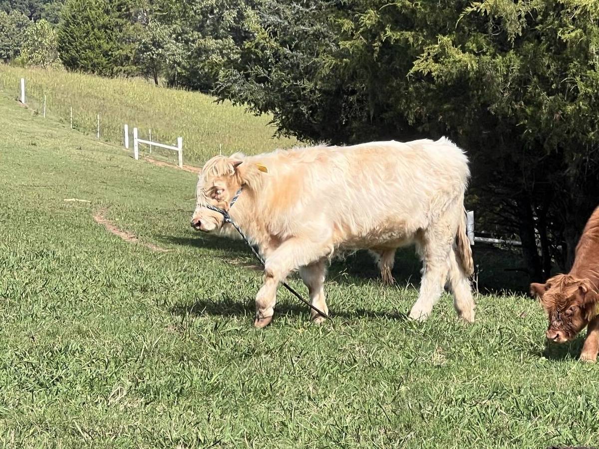 A cream-colored cow stands in a grassy pasture with trees and white fencing in the background.
