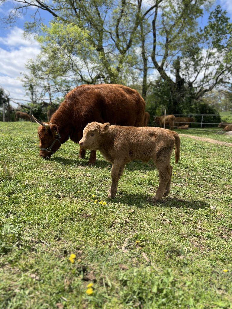 A brown Highland cow grazes while a tan kid stands nearby in a sunny pasture with trees.