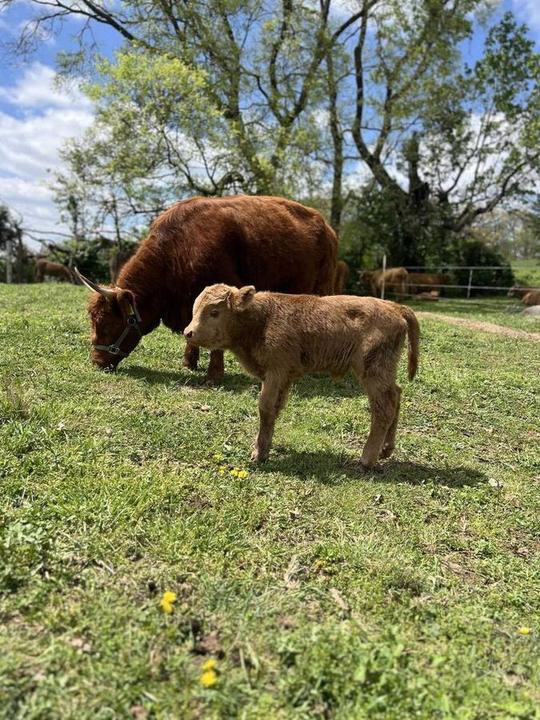 A brown Highland cow grazes while a tan kid stands nearby in a sunny pasture with trees.