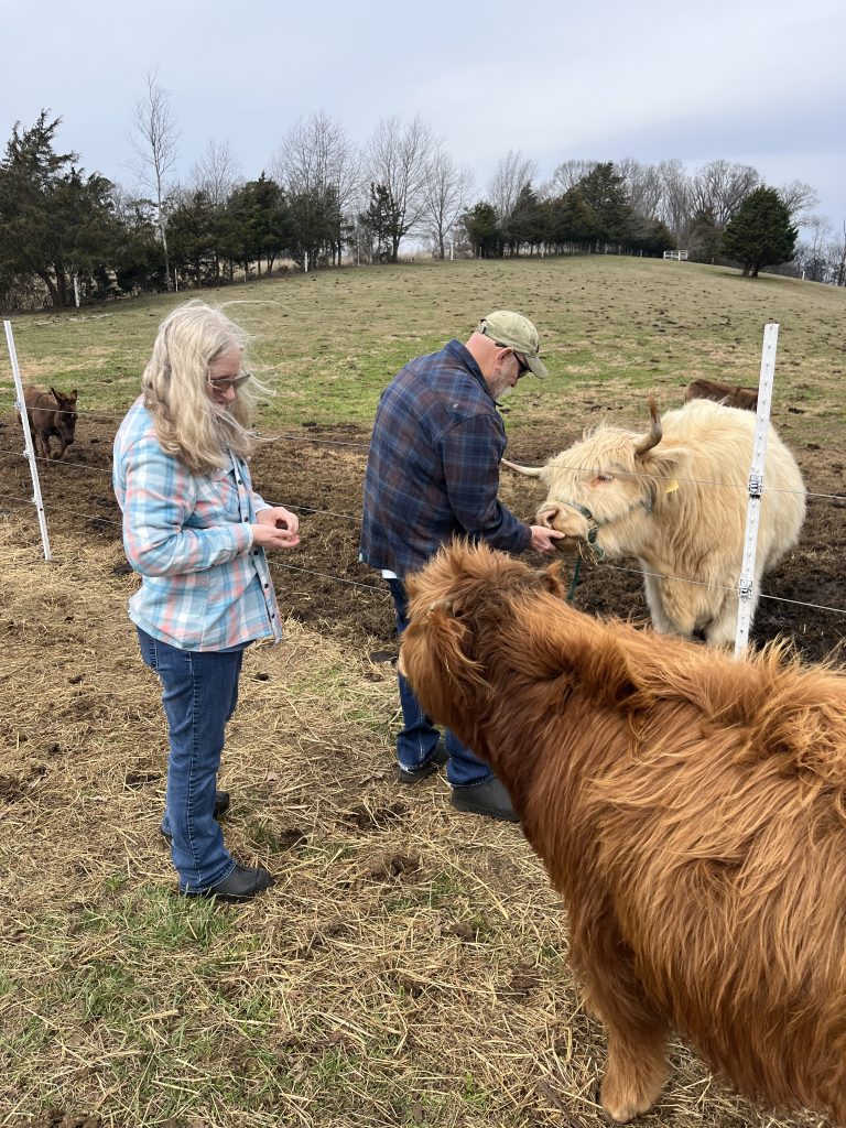 A woman and man feed Highland cattle in a pasture with white fence posts and bare trees in the background.
