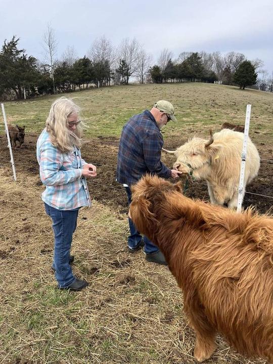 A woman and man feed Highland cattle in a pasture with white fencing and bare trees in the background.