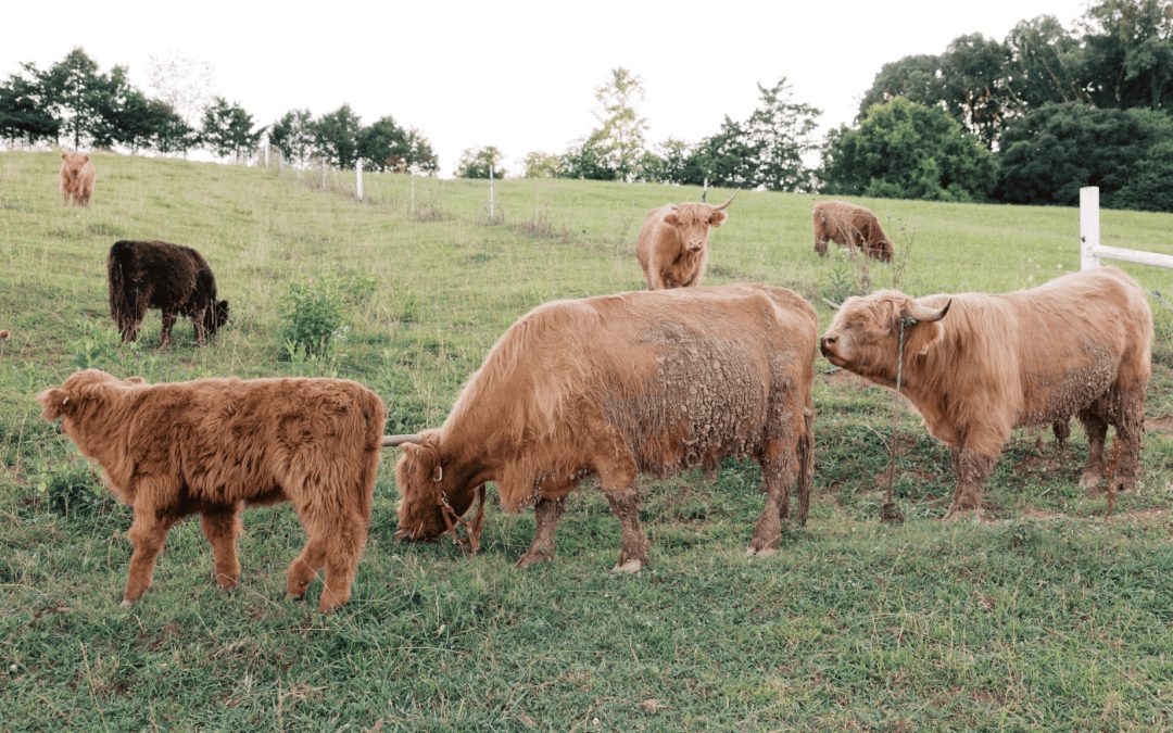 Group of Scottish Highland Cows grazing in pasture at Cedar Pond Farms, Tennessee