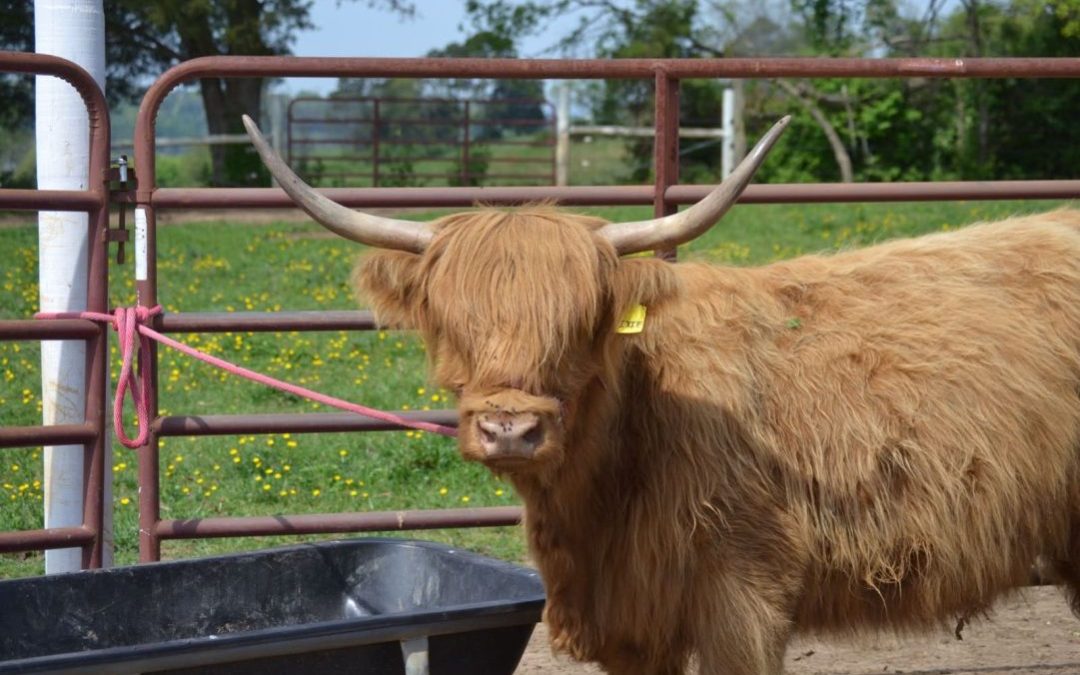 Close-up of a fluffy Scottish Highland cow with majestic horns in a field at Cedar Pond Farms, Tennessee