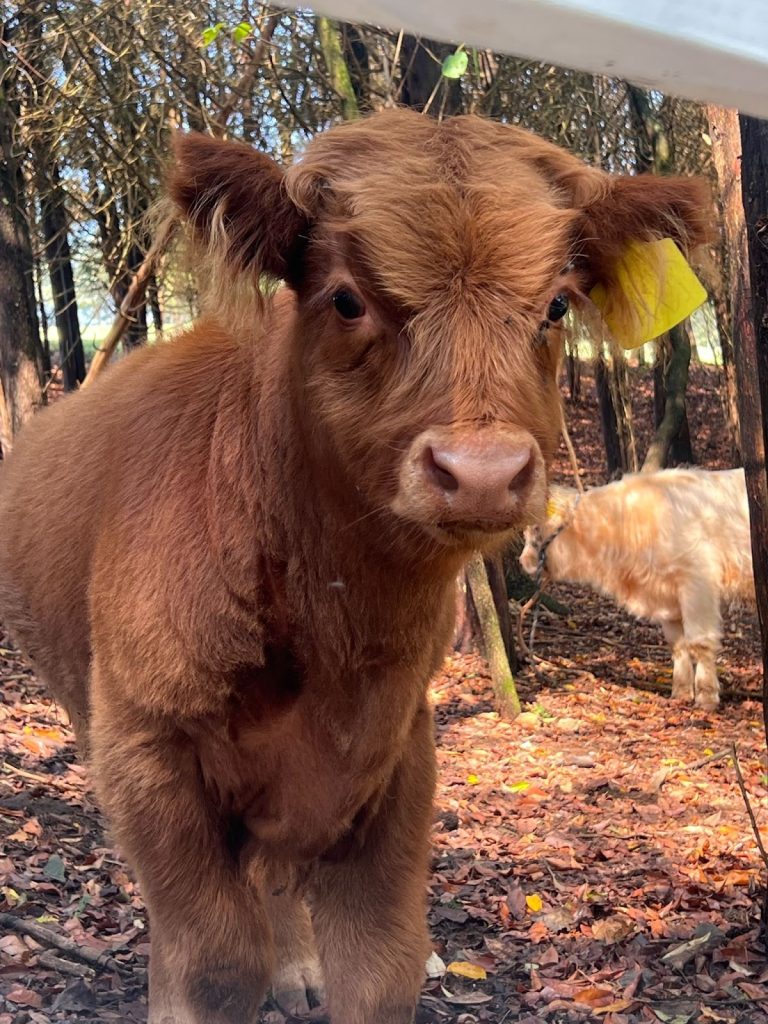 A brown Highland cow with a yellow ear tag stands in a wooded forest setting with fallen leaves.
