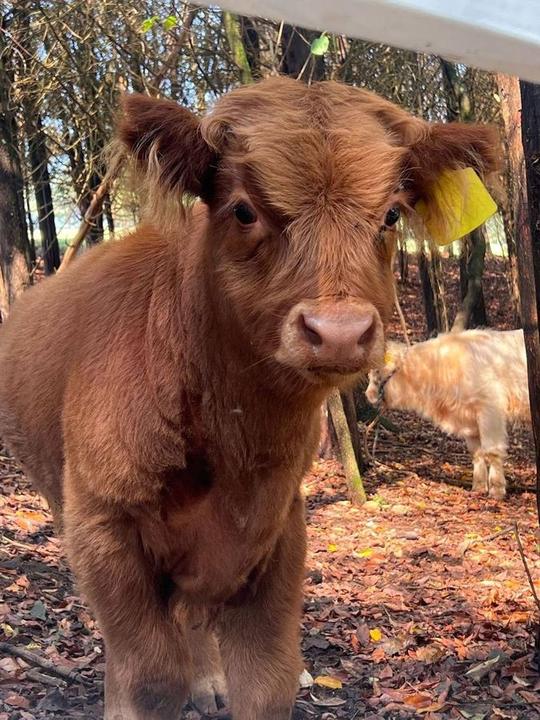 A brown Highland cow with a yellow ear tag stands in a wooded forest setting with fallen leaves.