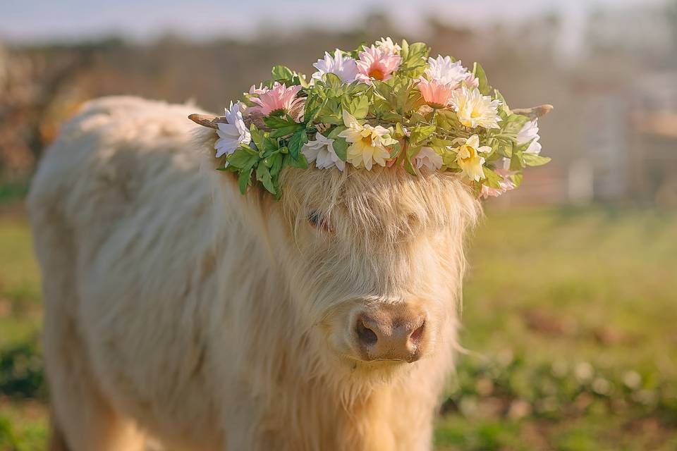 A white Highland cow wears a colorful flower crown in a pasture.