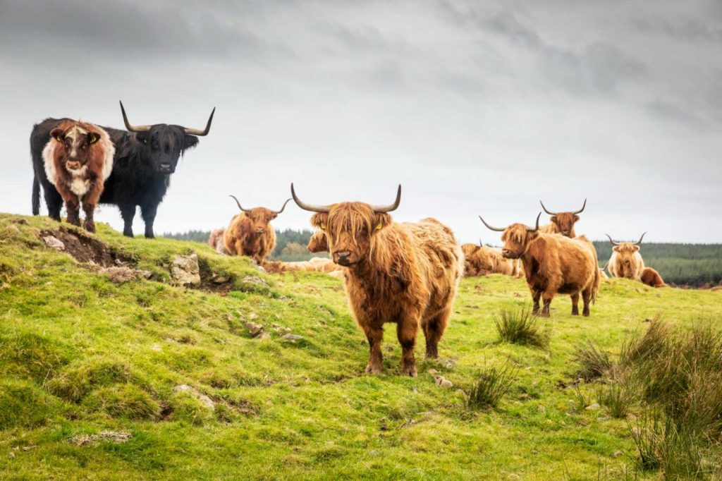 A herd of Highland cattle with long horns grazing on a rolling green hillside pasture.