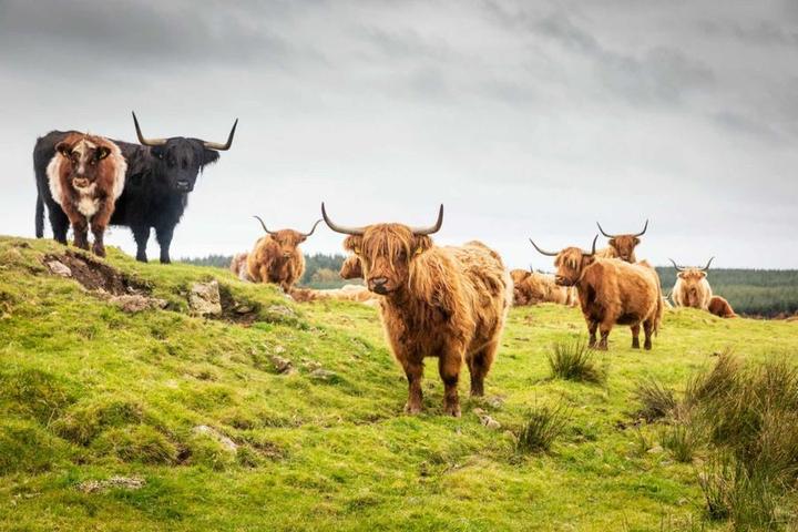 A herd of Highland cattle with long horns grazing on a rolling green hillside pasture.
