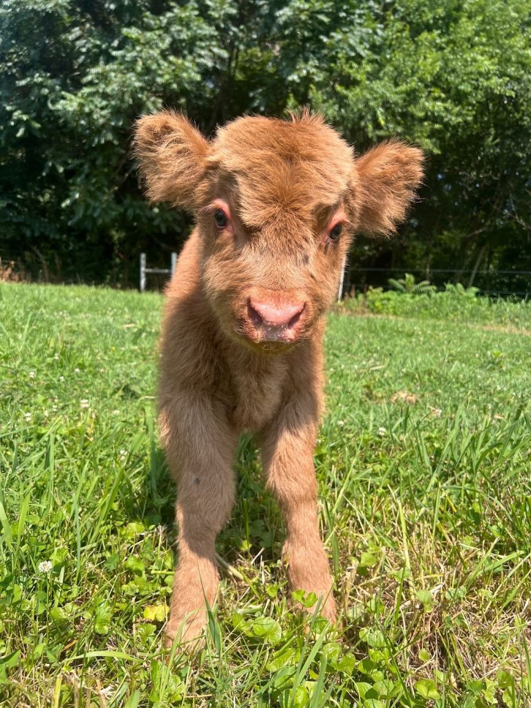 A brown Highland cattle calf stands in a grassy pasture with trees in the background.