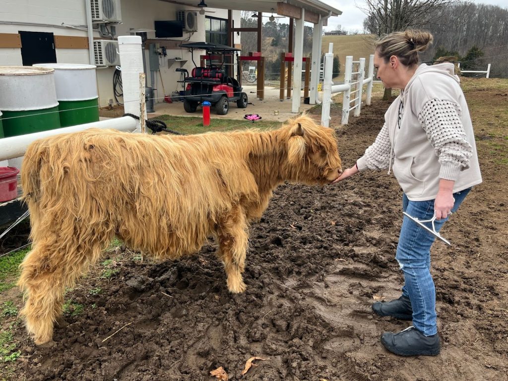 A woman in a white shirt pets a long-haired golden-brown cow in a muddy farmyard near a barn.