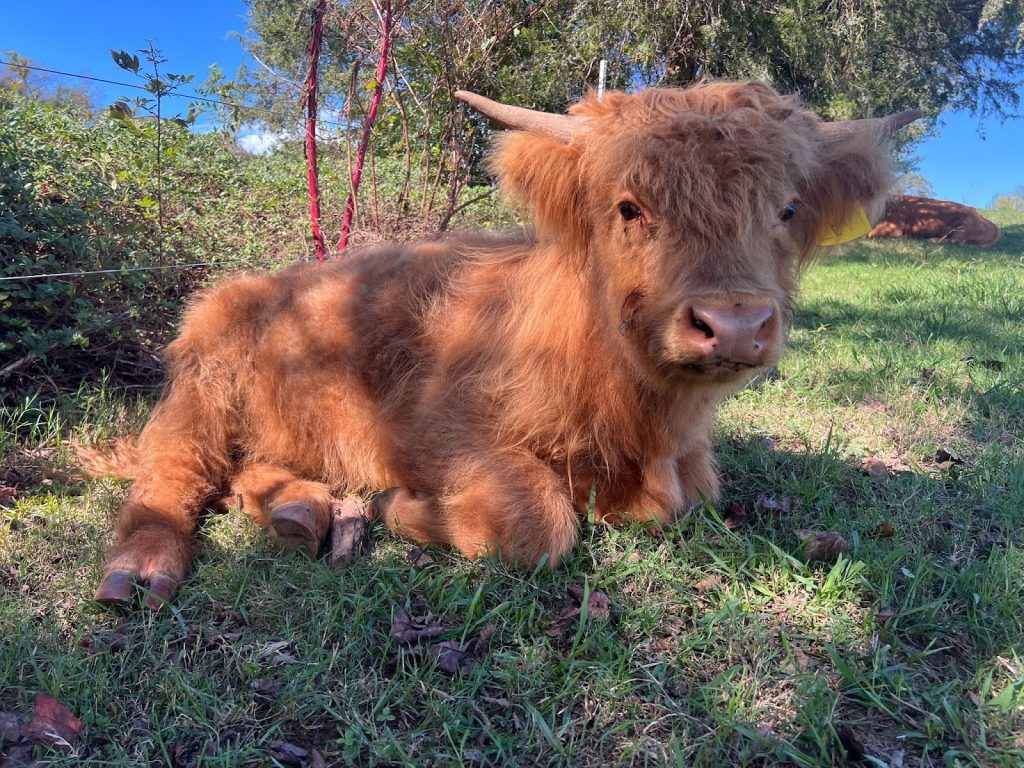 A reddish-brown Highland cow with long horns stands in a grassy pasture on a sunny day.