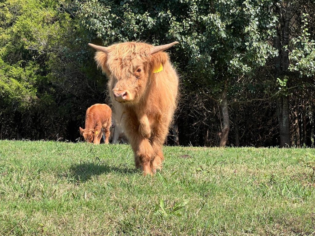 A fluffy brown Highland cow with long horns walks across a grassy pasture with a calf following behind.
