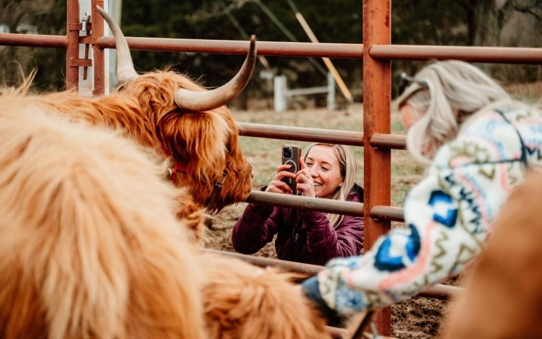 Guests taking photos and feeding fluffy Scottish Highland Cows at Cedar Pond Farms, Tennessee