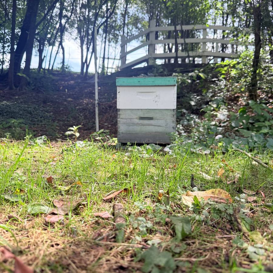 The white beehive at Cedar Pond Farms standing in the grass at the wood line, past the white pasture fence