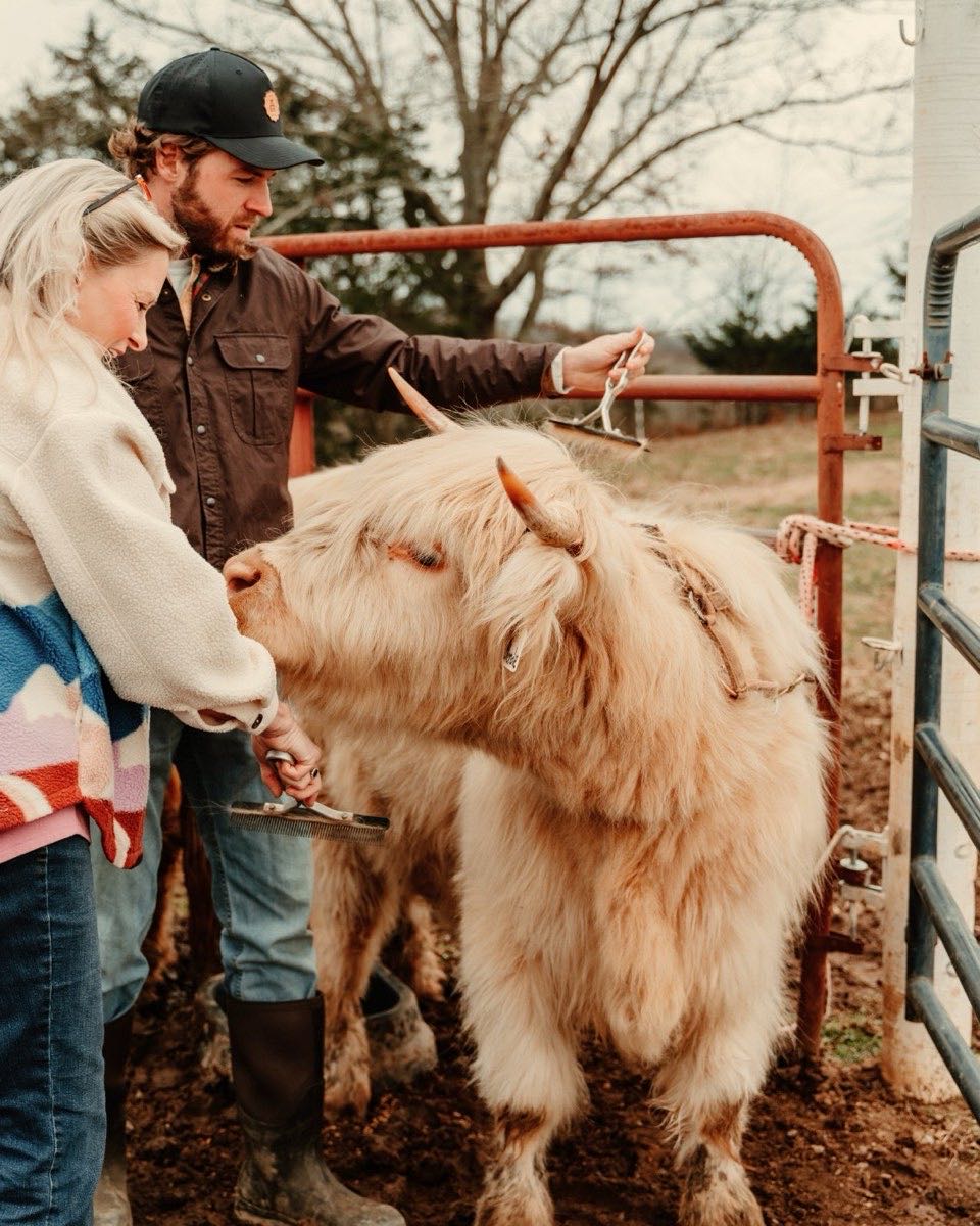 Scottish Highland cows crowding the fence line to be hand-fed at a working farm near the Smoky Mountains