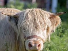 Blondie, a Scottish Highland heifer at Cedar Pond Farms