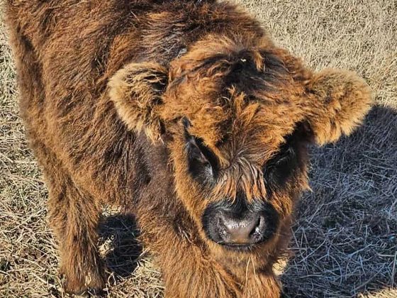 Carmella, a Scottish Highland heifer at Cedar Pond Farms