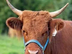 Ginger, a Scottish Highland dame at Cedar Pond Farms