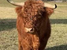 Handsome, a Scottish Highland bull at Cedar Pond Farms