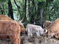 Harley, a Scottish Highland bull calf at Cedar Pond Farms
