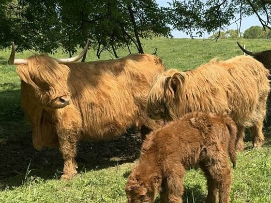 Henri, a Scottish Highland heifer at Cedar Pond Farms
