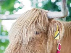 Henrietta, a Scottish Highland dame at Cedar Pond Farms