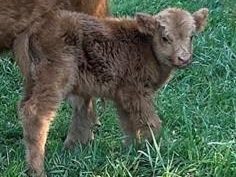 Levi, a Scottish Highland bull calf at Cedar Pond Farms