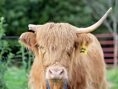 Little One, a Scottish Highland dame at Cedar Pond Farms