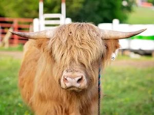 Merlin, a Scottish Highland bull at Cedar Pond Farms