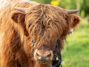 Ricki, a Scottish Highland bull calf at Cedar Pond Farms