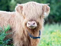 Rita, a Scottish Highland heifer at Cedar Pond Farms