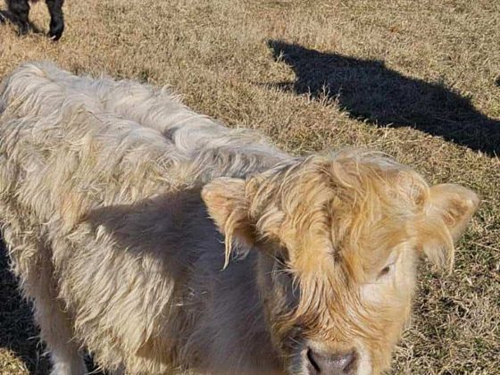 Toffee, a Scottish Highland heifer at Cedar Pond Farms