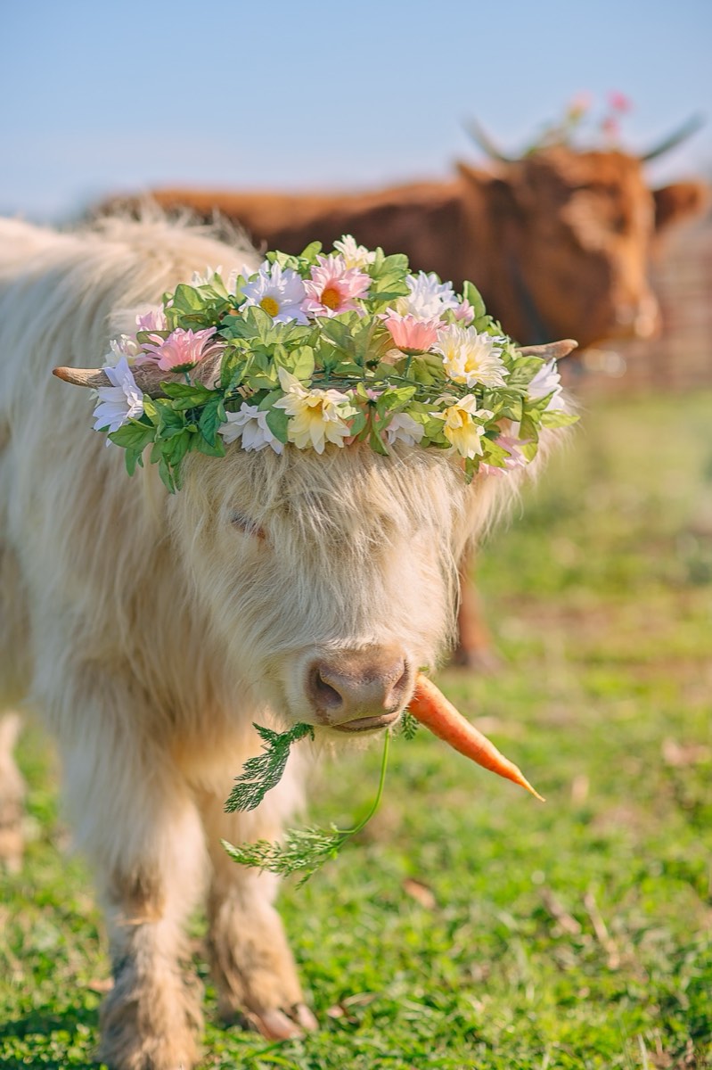 Blondie, a cream-coated Highland cow, showing the long outer hair and the fringe over her eyes