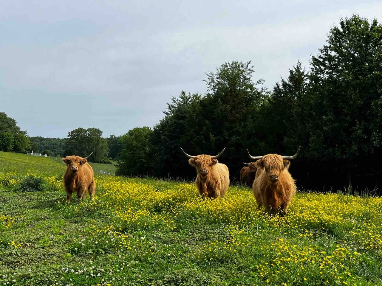 Here is some of the view at the farm. #FluffyCows these are Scottish Highlander Cows that we raise on the farm. You’ll get to meet our famous bowl called #Handsome. And his girls.